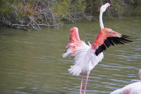 Flamingo( europesche)