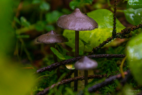 purple mushroom - paarse paddenstoel