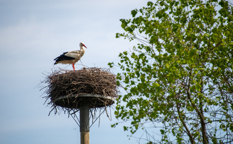 Ooievaar 