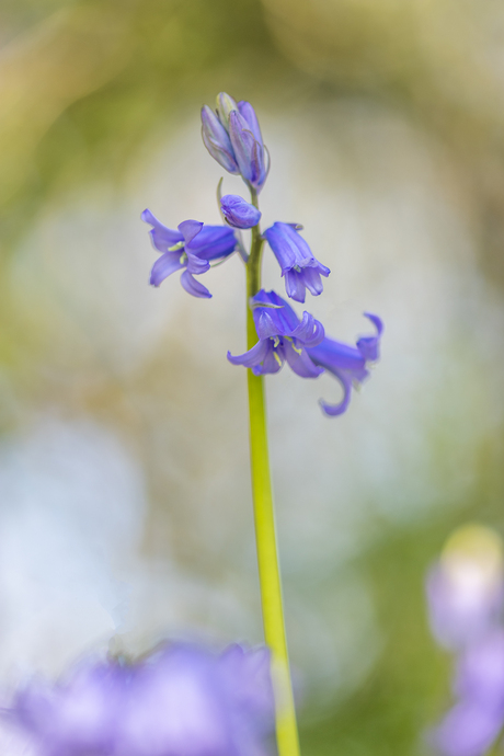 Blue Bells