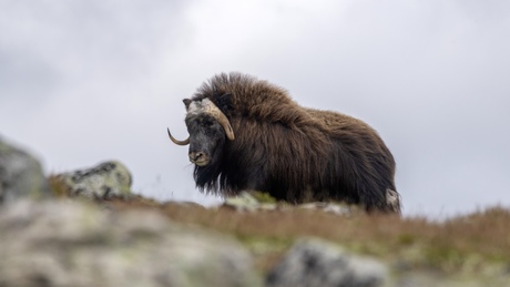 Muskusos - Dovrefjell