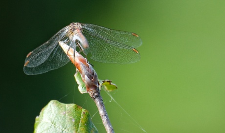 Libelle op z'n top