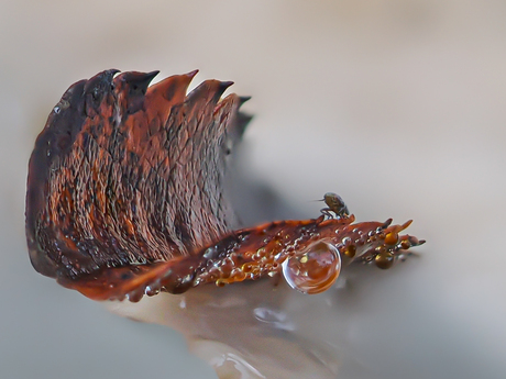 Blaadje op een paddenstoel