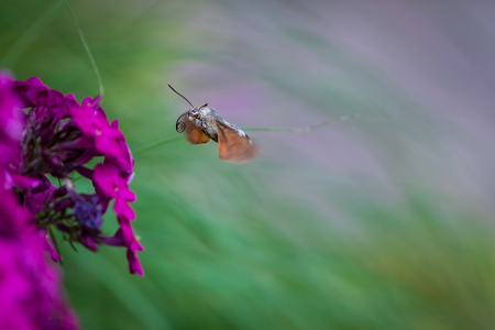 Kolibrievlinder Foto Van Driewieler Natuur Zoom Nl