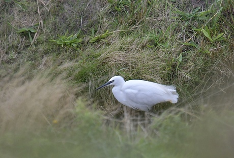 Kleine zilverreiger