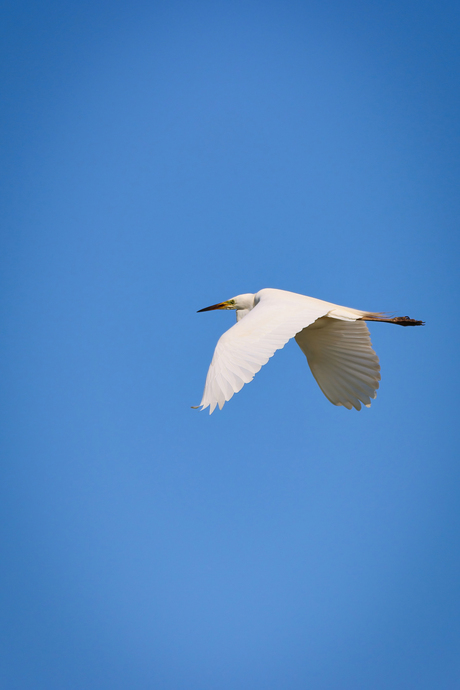 Vliegende zilver reiger