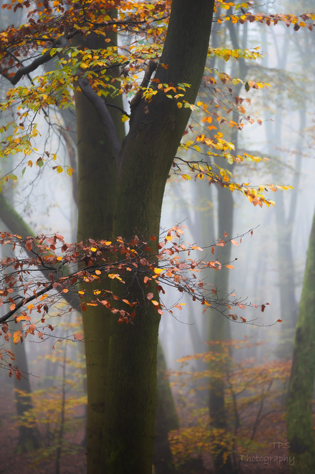 herfst en mist