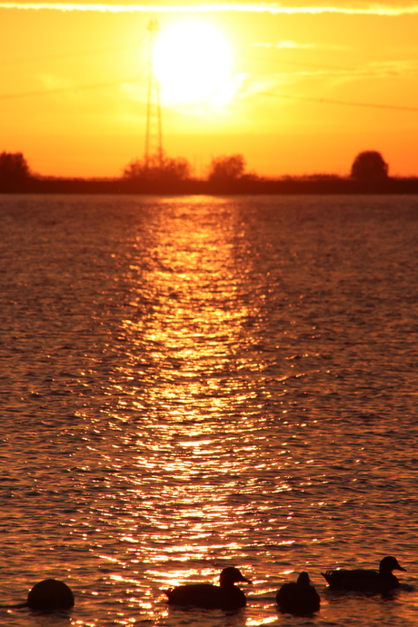 Ondergaande zon met eendjes