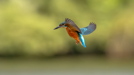 IJsvogel aan het bidden