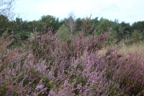 Strabrechtse heide 