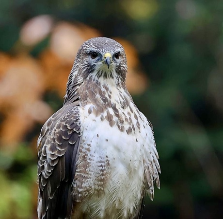 Buizerd