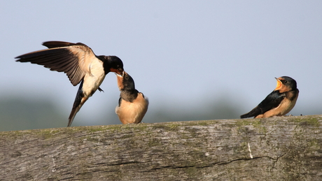 Barn Swallow...