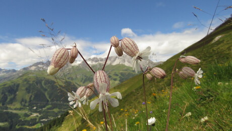 Blaassilene