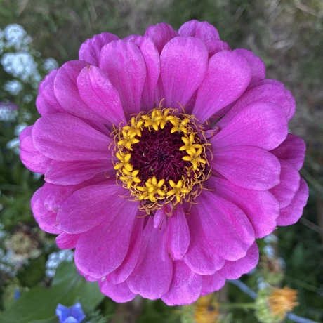 Zinnia