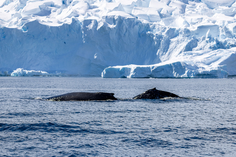 Antarctica, walvis