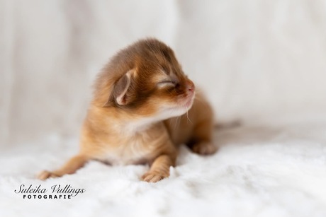 Little miss attitude