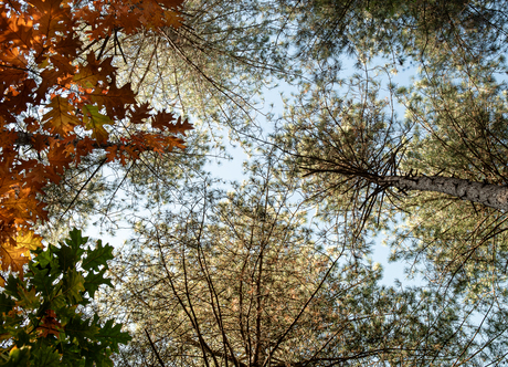 De toppen van de bomen in het bos.