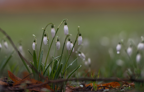 Sneeuwklokjes 