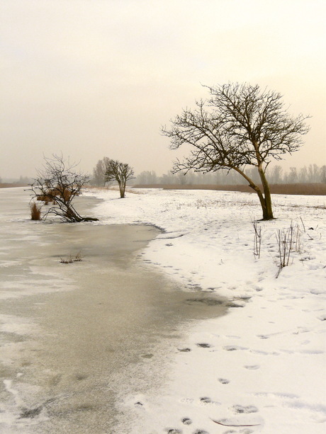 uit het archief 2010