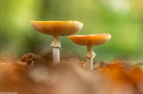 Paddenstoelen en nog eens paddenstoelen ,ze schieten uit de grond en zijn een dankbaar foto object.