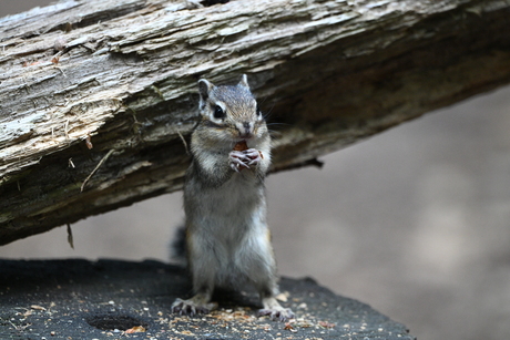 Ooooh wat ben je mooi!