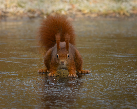 op glad ijs............