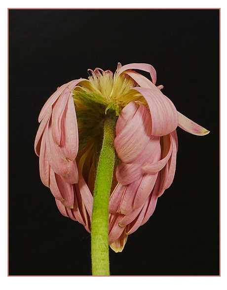 zie es................................