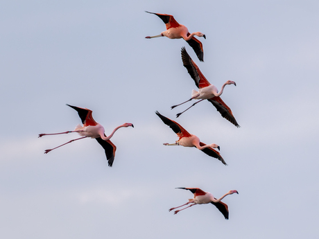 Flamingo's Grevelingenmeer 14-02-2026