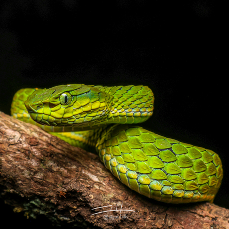 Large scaled pit viper