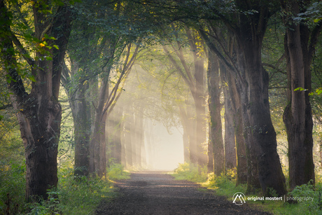 Magical Morning Light on Forest Path...