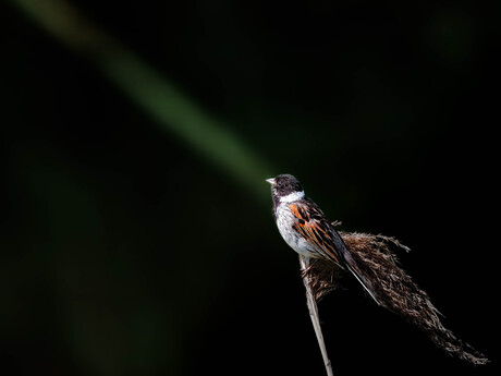 De rietgors (Emberiza schoeniclus)