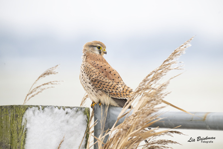 Torenvalkje in de polder
