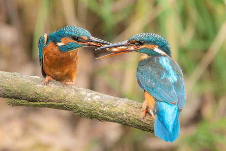 Ijsvogel koppel