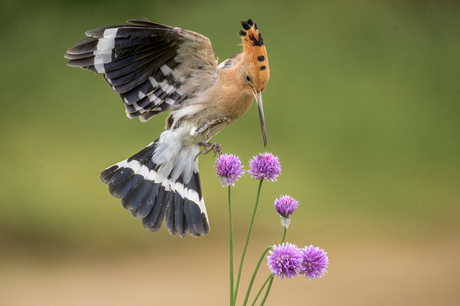 Hop snoept van de Allium