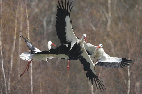 Ooievaars strijden om een nest