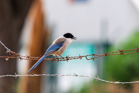 Iberische blauwe ekster
