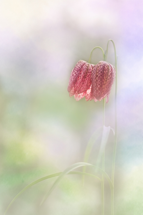 Kievietsbloem in een zoet jasje