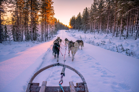 huskey tocht in zweden