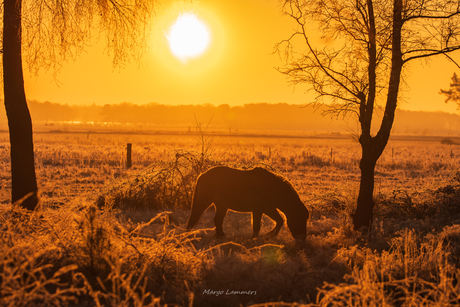 Silhouet  van een paardje met zonsopkomst 