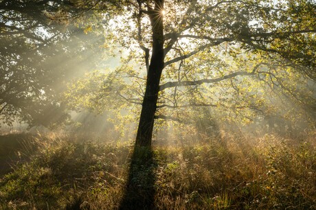 Herfst in het Mensingebos