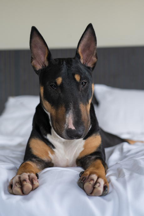 Inca de Bull Terrier