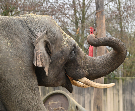 Dirigent ,geeft de maat .