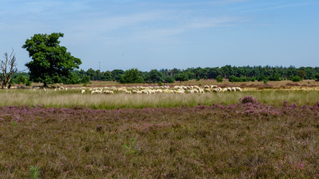 Schapen op de Heide