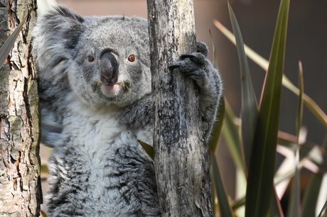 Koala