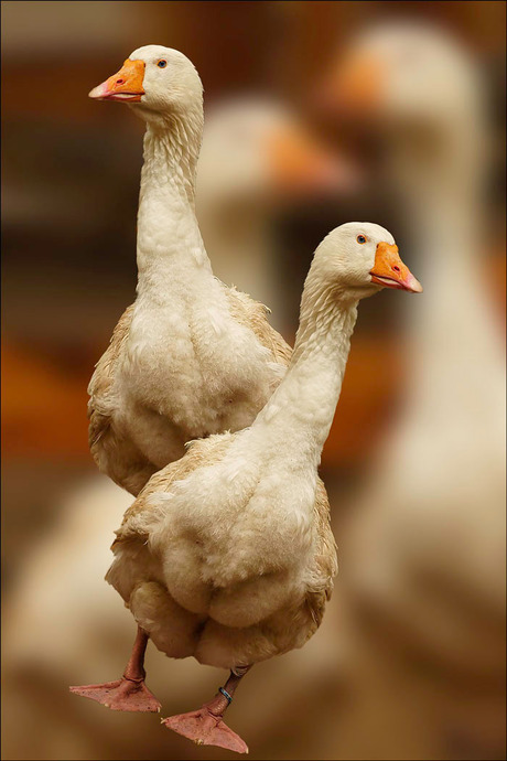 2 nieuwsgierige aagjes...........................