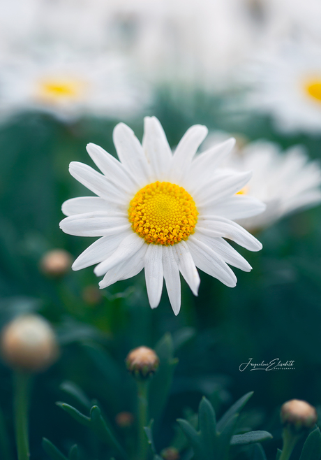 In gentle light, hope blooms again.