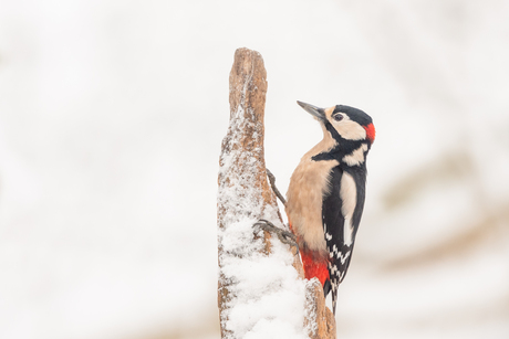 Grote bonte specht in de sneeuw