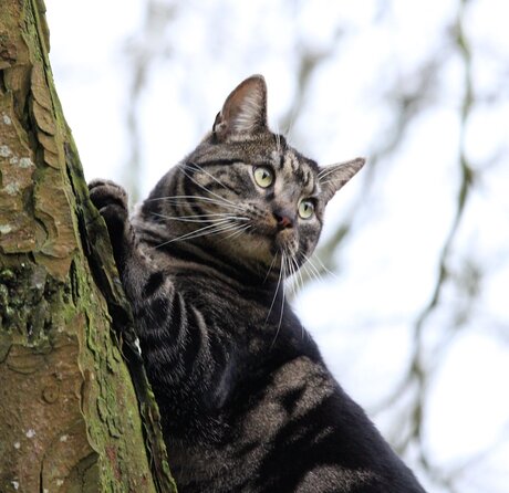 Vert. Les griffes dans le tronc d'arbre.