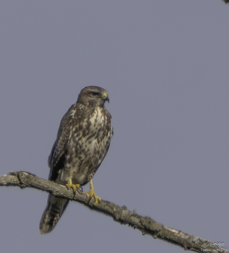 Buizerd