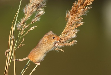 veldmuis